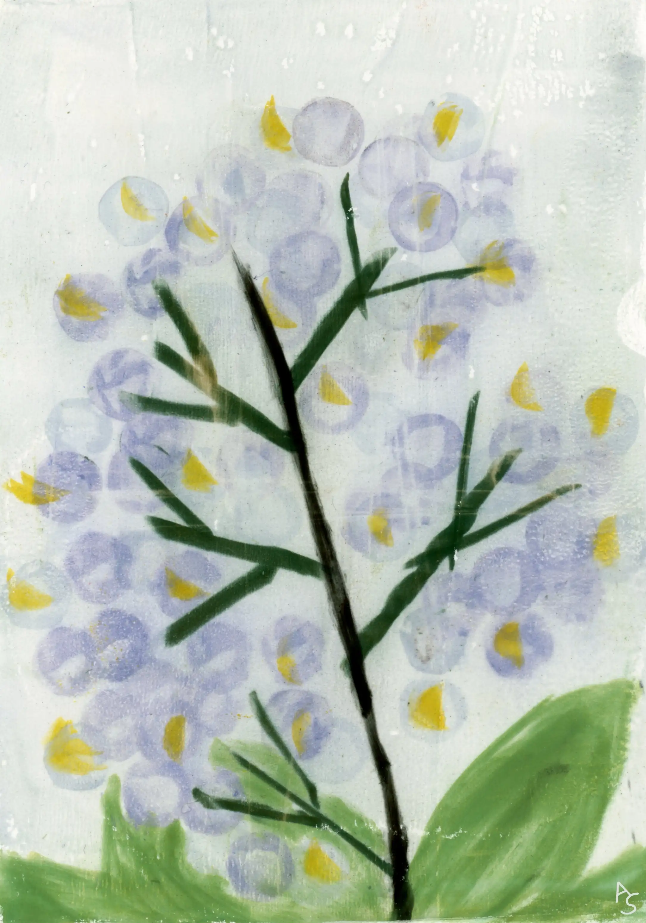 plant